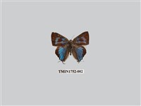 藏品(鈿灰蝶)的圖片